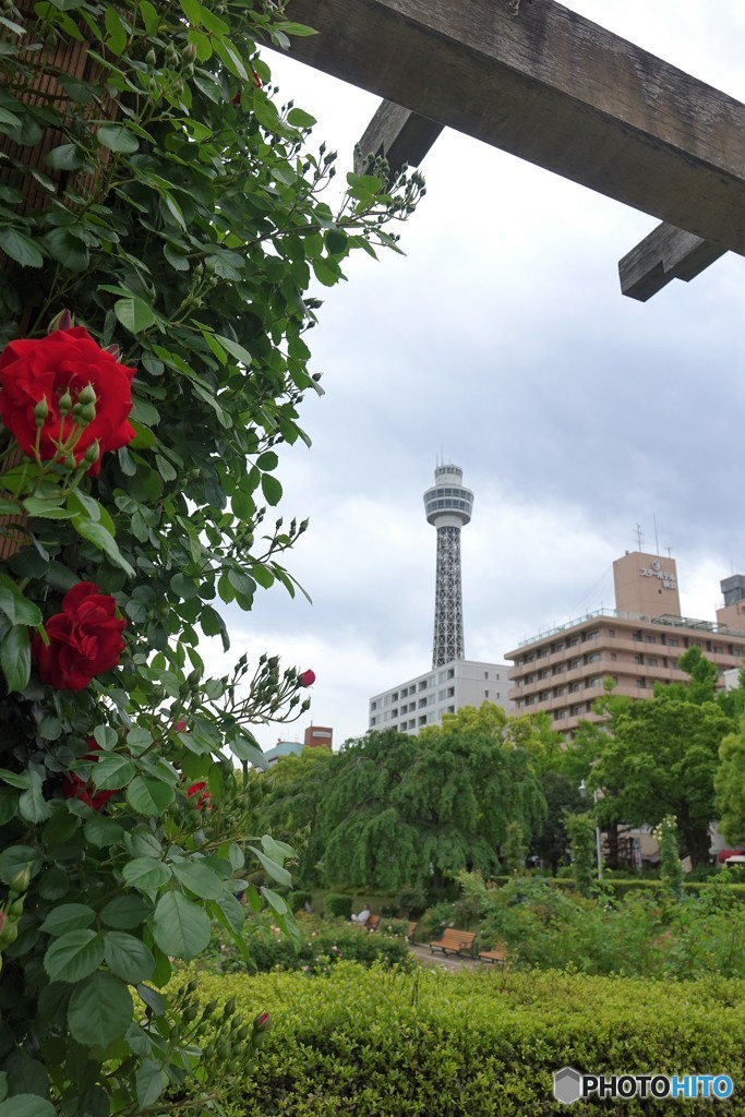 薔薇とタワー