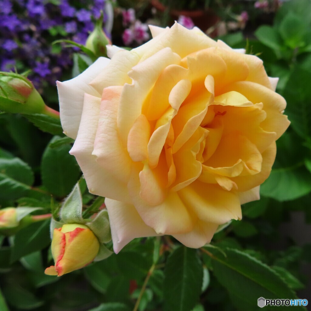 うっとりと｜ベランダの花