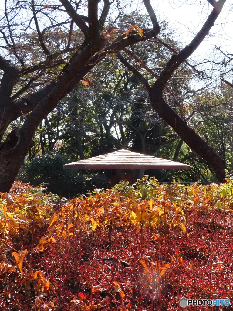 公園の秋｜垣根