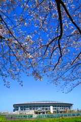 澄んだ空に桜が似合う