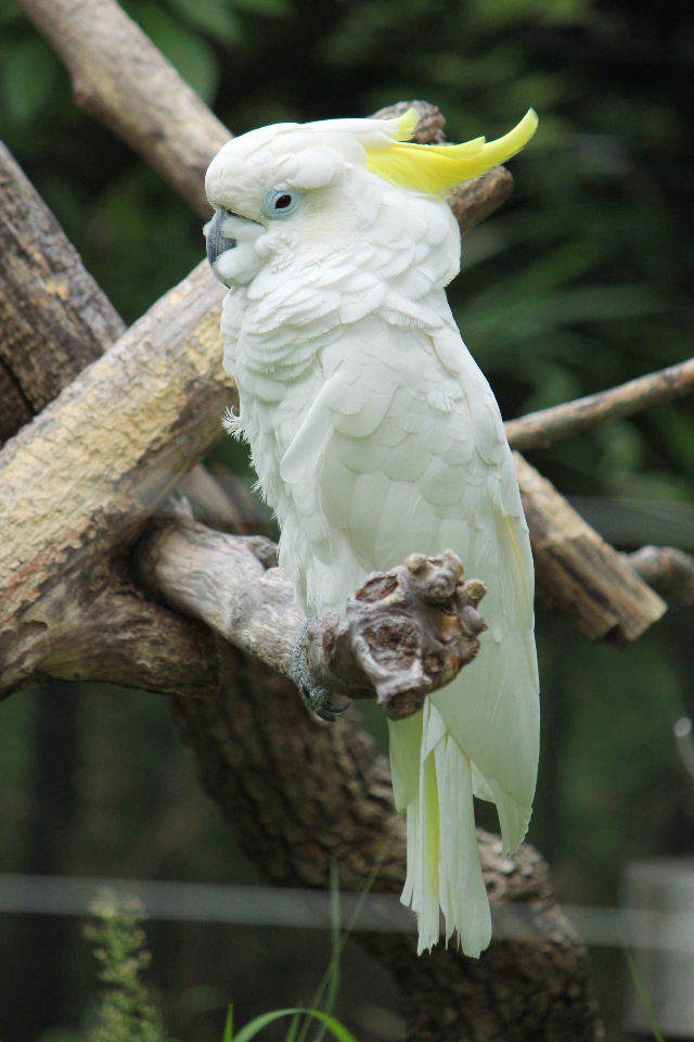 アオメキバタン