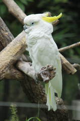 アオメキバタン