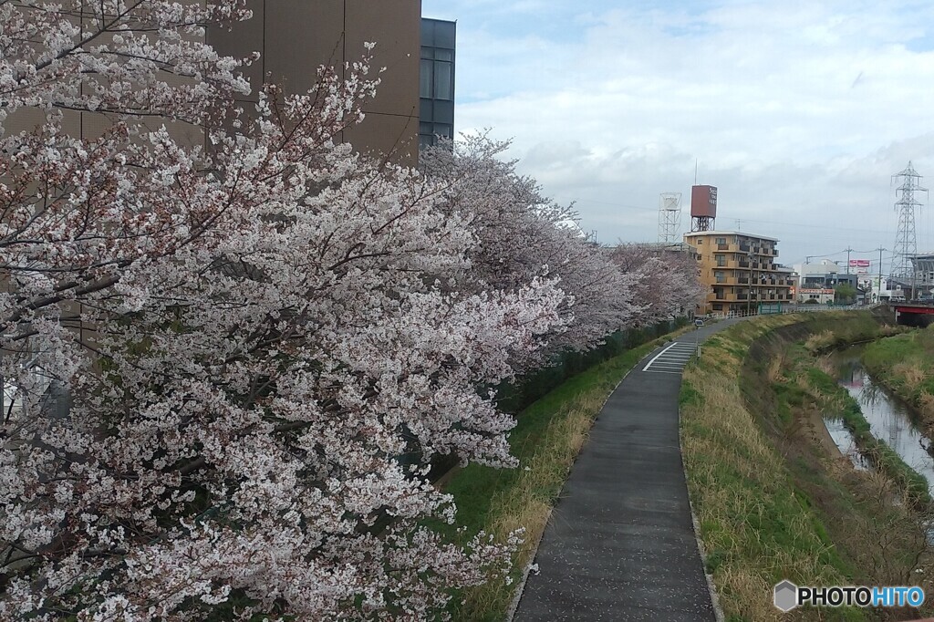 無人の桜並木