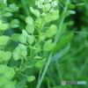 芽吹き
