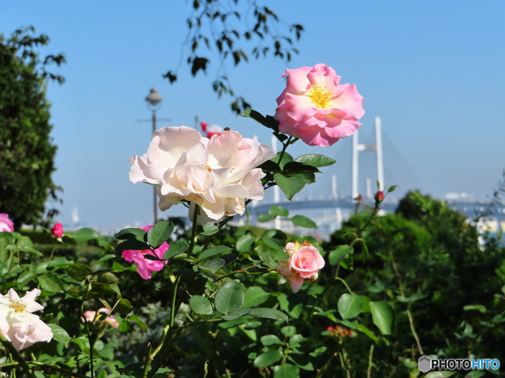 薔薇の香り