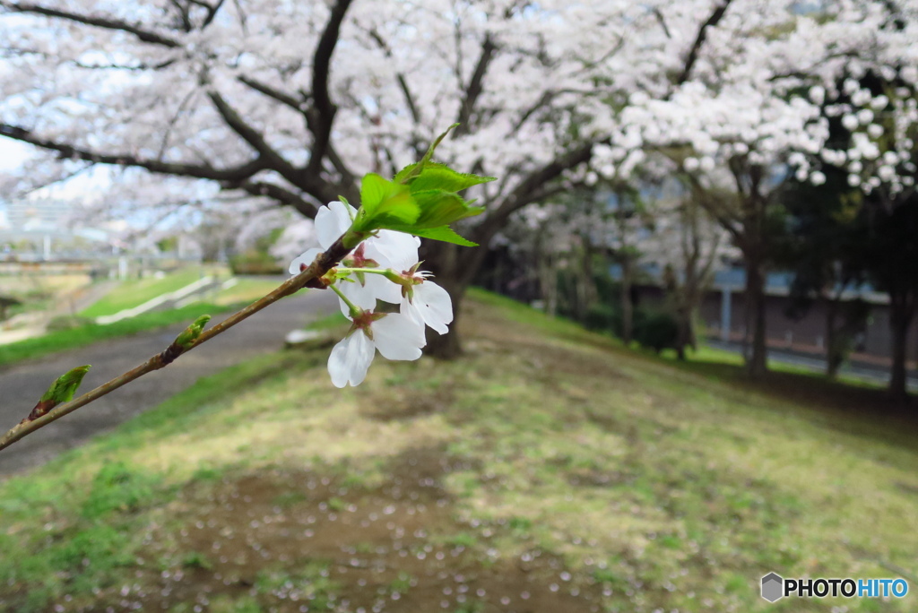 見納め