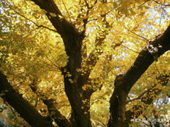 神宮外苑いちょう並木