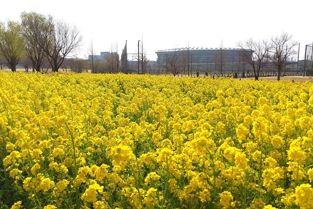 菜の花真っ盛り