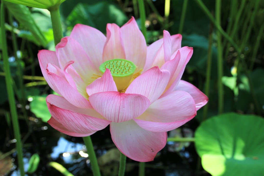 水芙蓉（スイフヨウ）