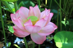 水芙蓉（スイフヨウ）