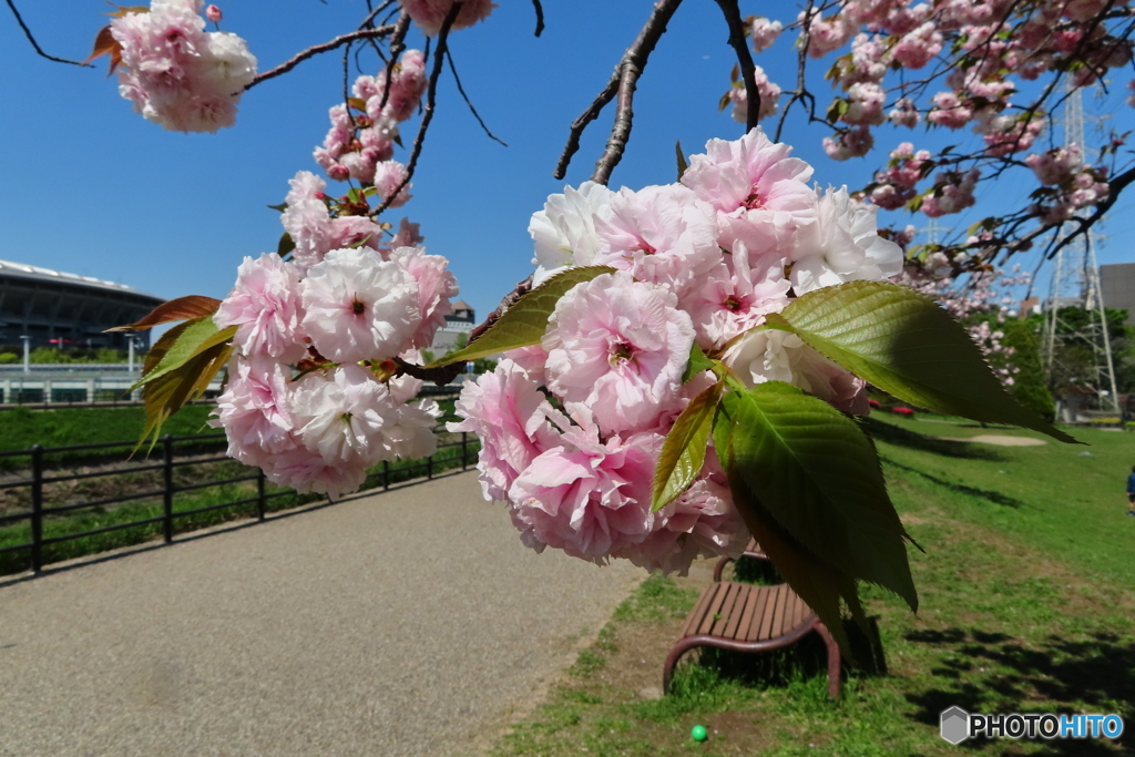 うっとりと｜新横浜公園