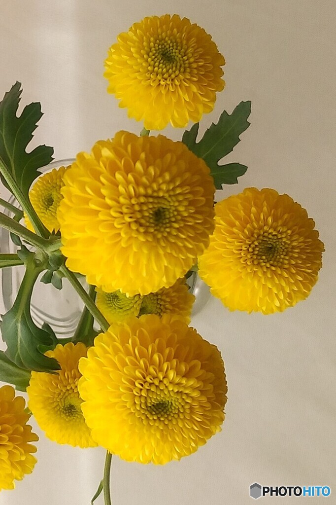 切り花