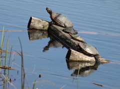 親子で甲羅干し