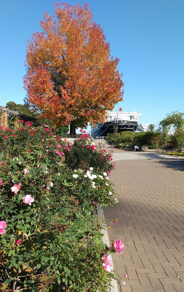 山下公園の紅葉