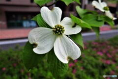 ハナミズキ｜春の花