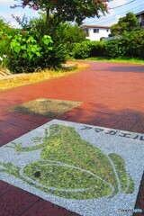遊歩道のカエル