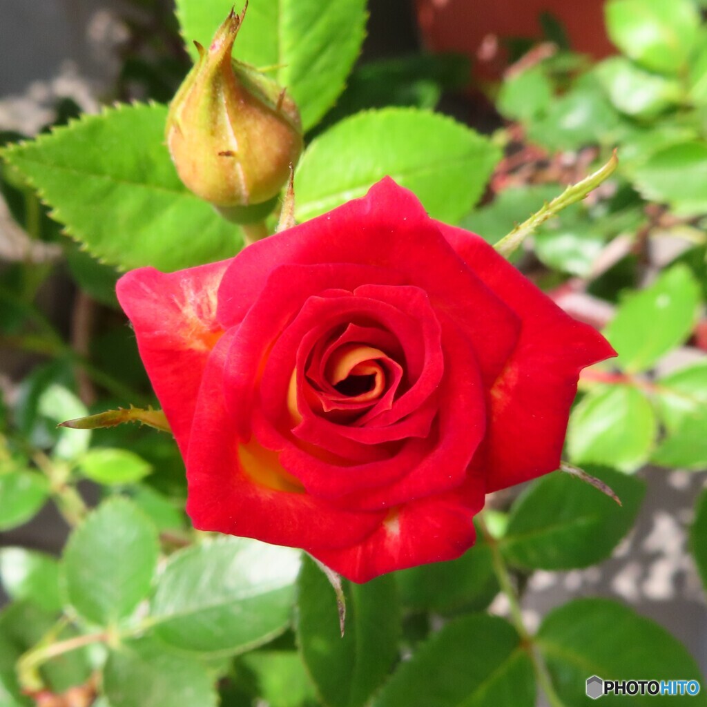 情熱の花
