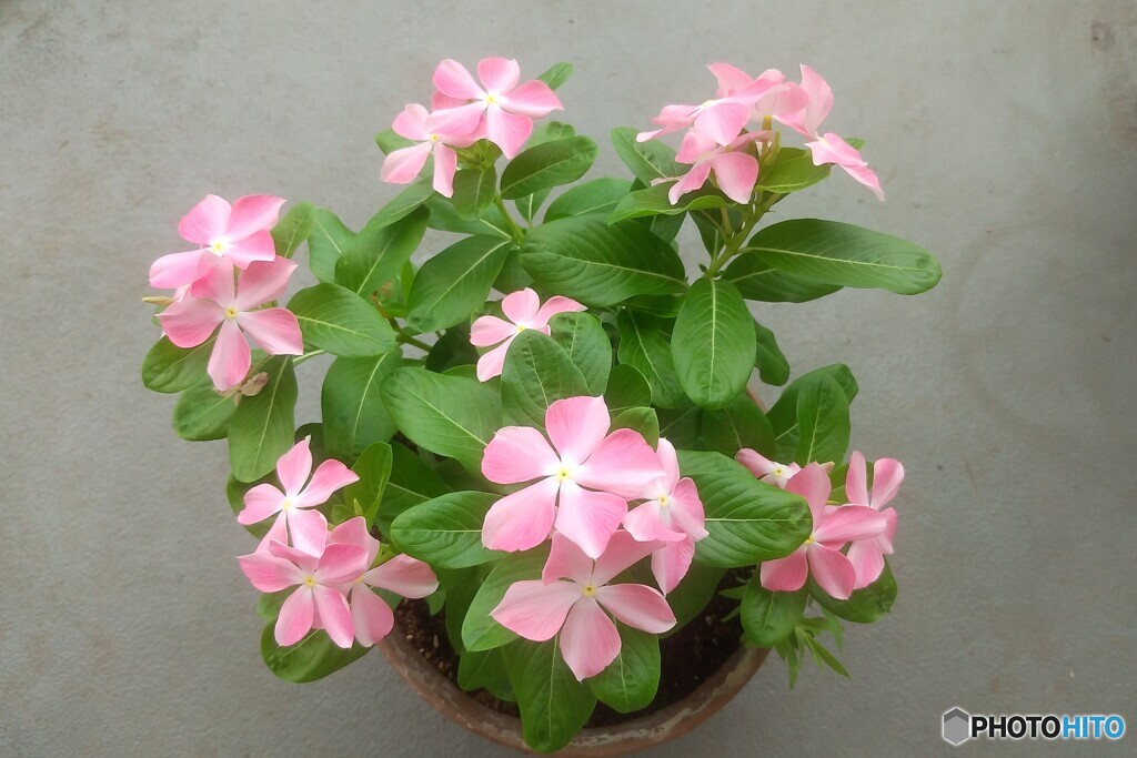 ベランダの鉢植え