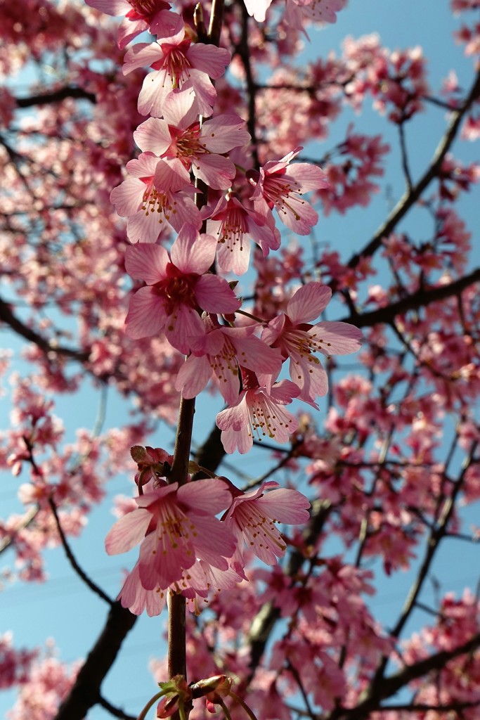 おかめ桜