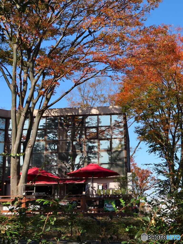 公園の秋｜テラス席