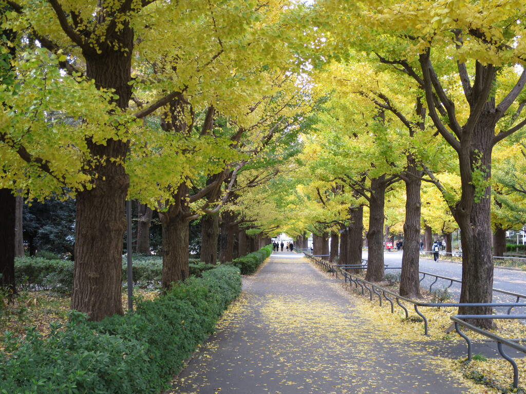 銀杏並木の通学路