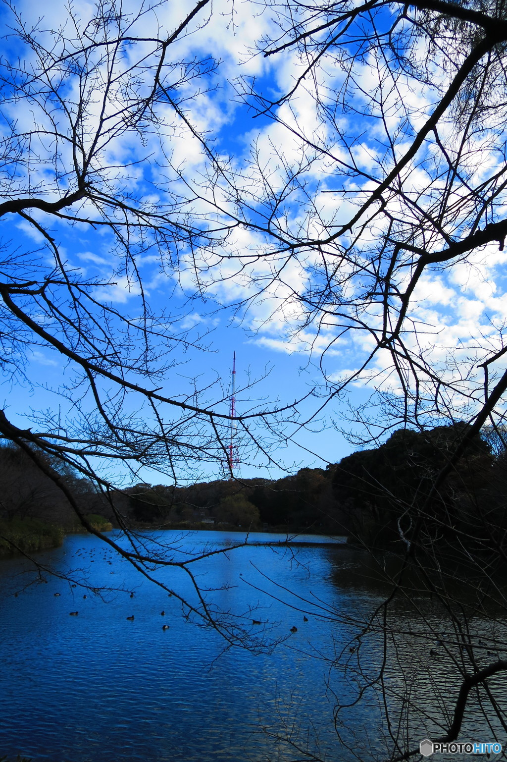 冬の空