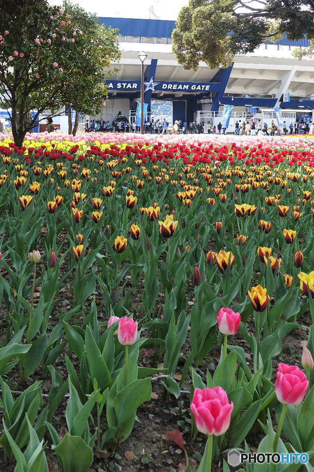 チューリップガーデン