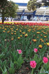チューリップガーデン