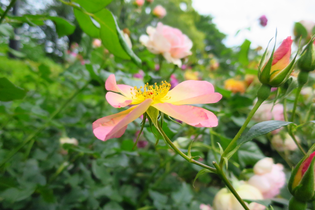 薔薇の香り