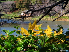 もう直ぐ全山紅葉