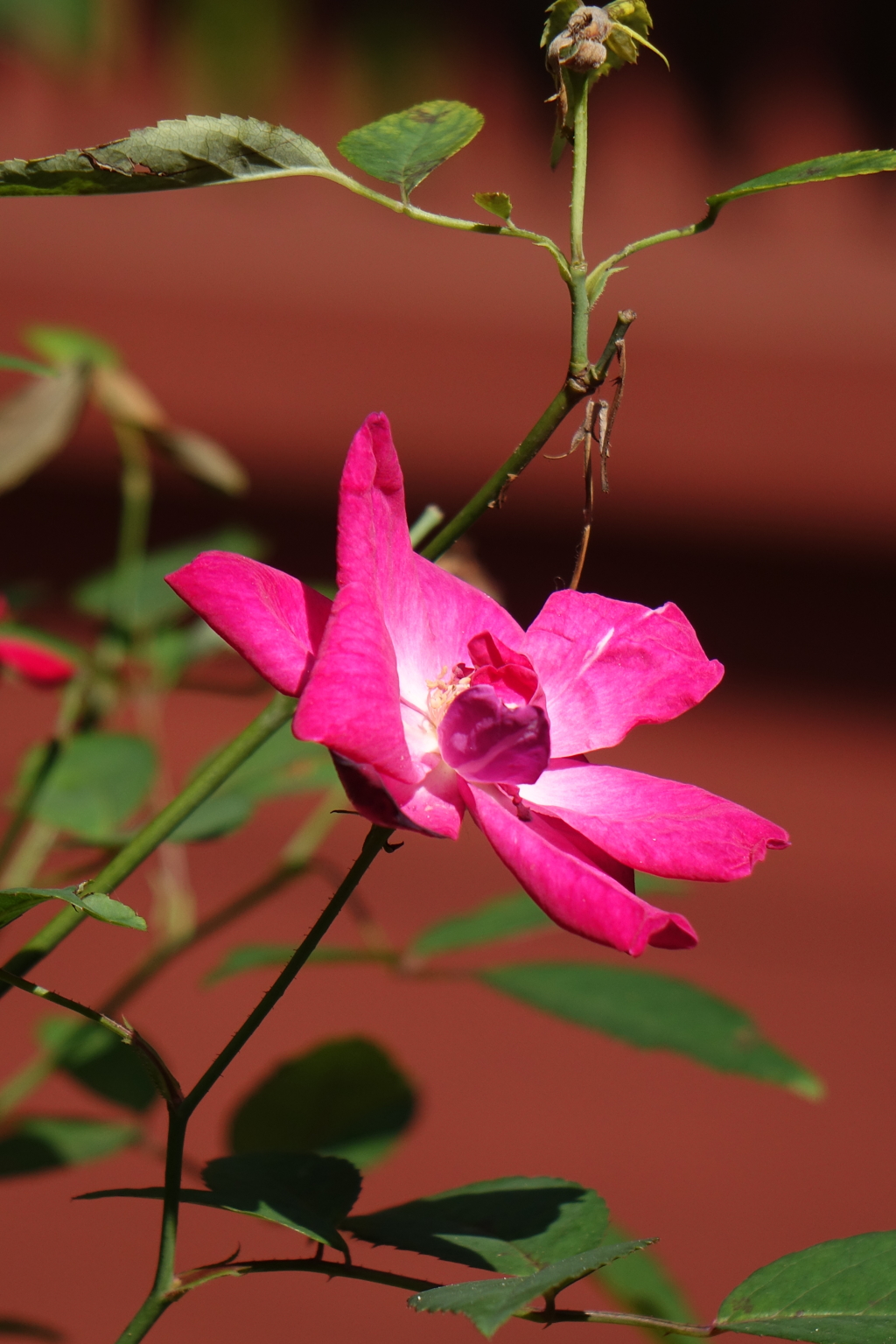 鮮やかな色どり