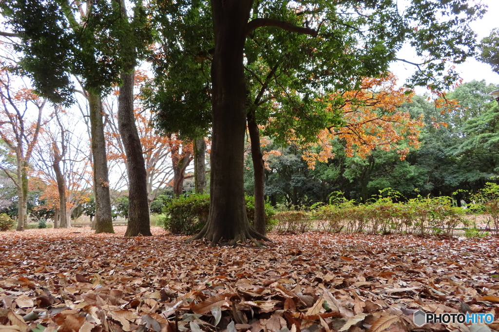 岸根公園｜落葉の絨毯