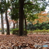 岸根公園｜落葉の絨毯