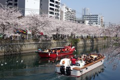 満開の桜を見上げる