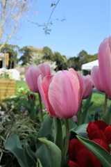 里山ガーデン③