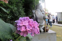 紫陽花と蛭子尊