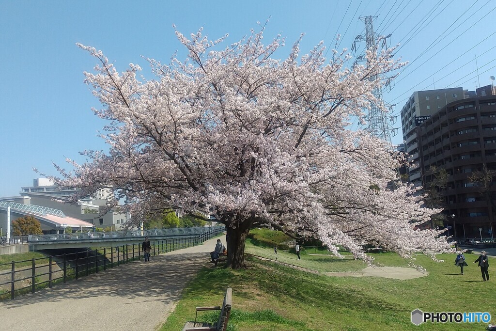 鳥山川桜満開