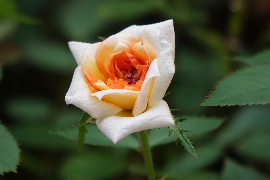 小薔薇