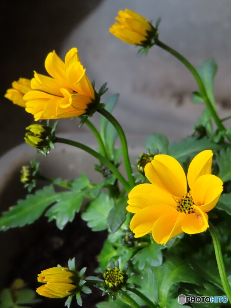 ウインターコスモス