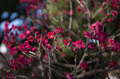 紅梅