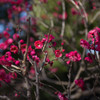 紅梅
