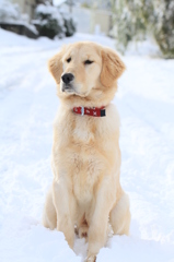 愛犬