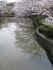 鶴岡八幡宮の桜