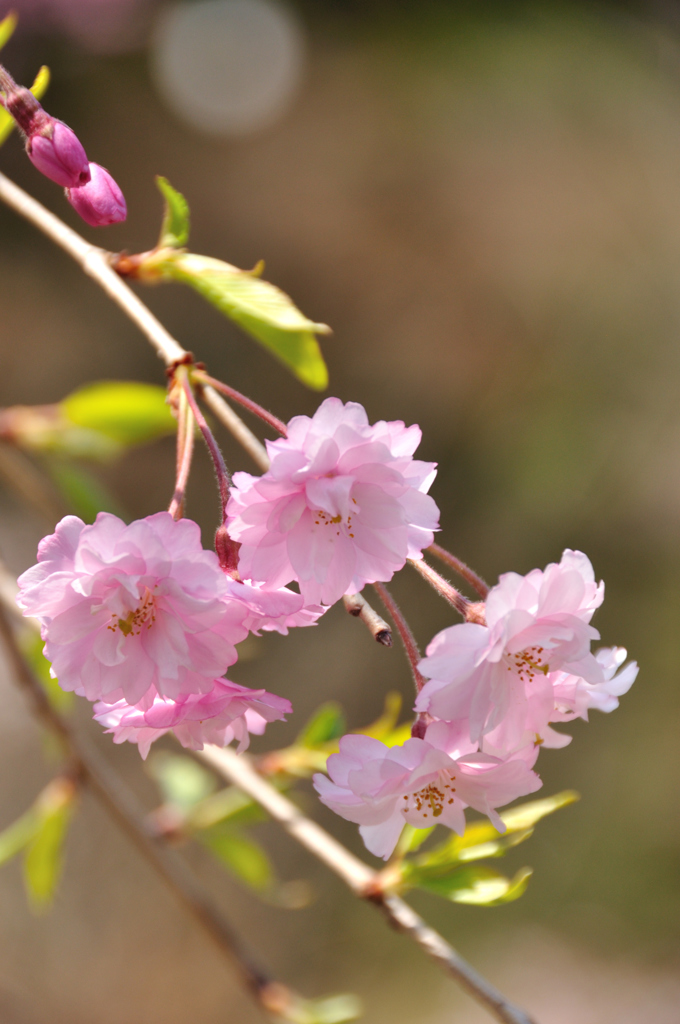 八重しだれ桜