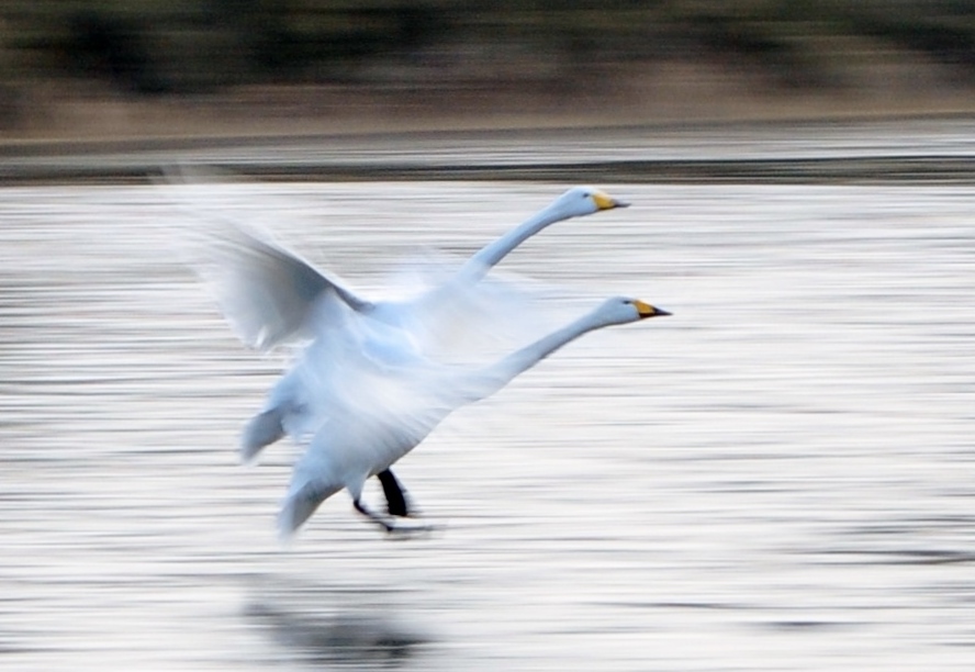 流し撮り練習　１