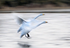 流し撮り練習　１