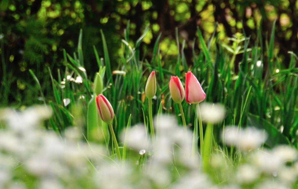 チューリップの語らい　１