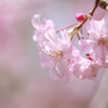 枝垂れ桜