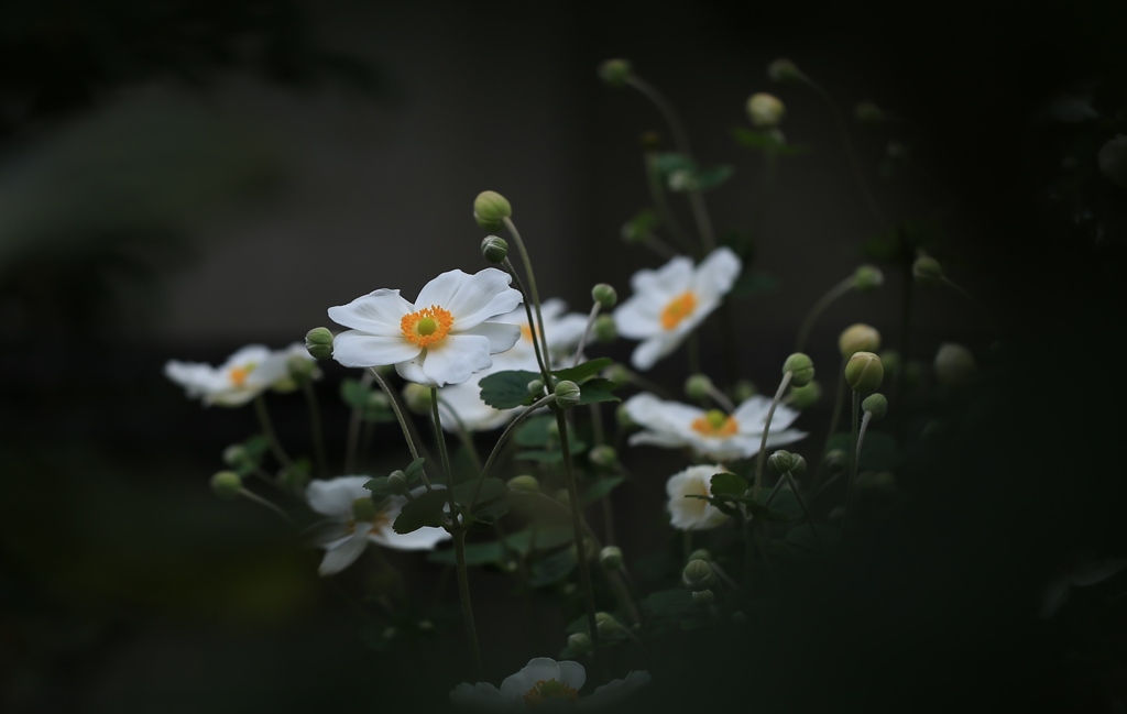 白い花びら