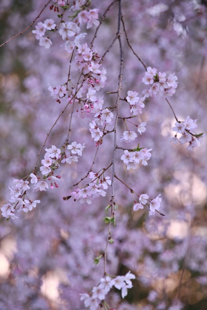 枝垂れ桜